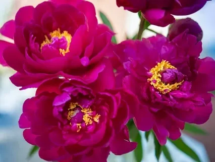 Paisajes Sonoros de la Terapia de Reeducación del Tinnitus 2