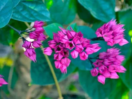 Paisajes Sonoros de la Terapia de Reeducación del Tinnitus 3