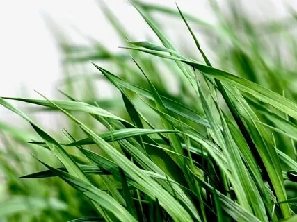 Palden Lhamo: Light Beyond Fear