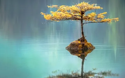 Panchatantra Series: Cobra & Crows