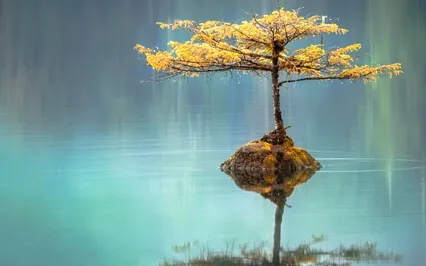 Panchatantra Series: Fighting Goats & Jackals