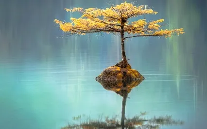 Panchatantra Series: Foolish Sage