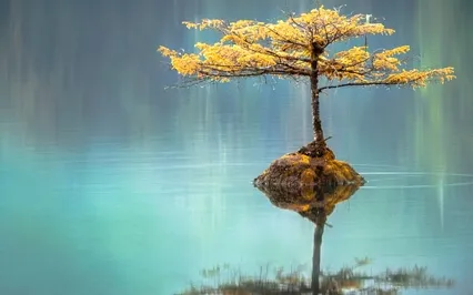 Panchatantra Series: The Wise Doves