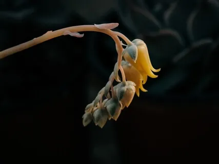 Pandemic Sessions - A Therapist’s Perspective 