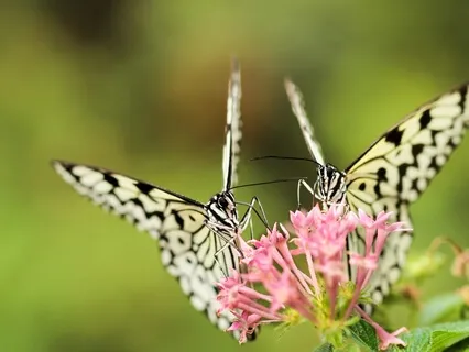 Pandrum Sound Prayers: Commitment 