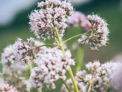 Panic & Anxiety Relief