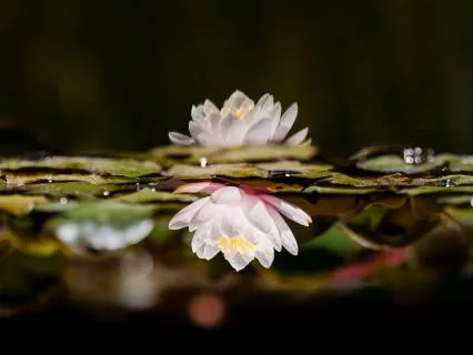 Panic Attack Panic Attack Off