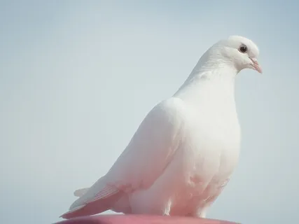 Panic Attack: SOS Series