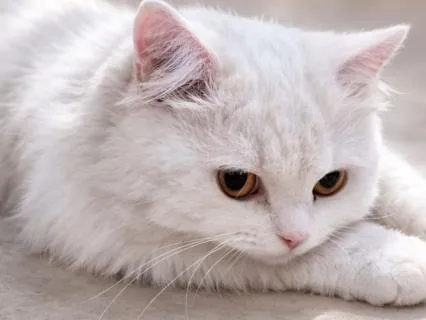 Paper Lanterns In Quiet Wind | Kalimba Healing Sleep Music