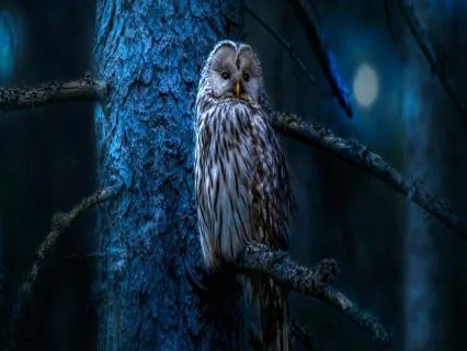 Paprika The Owl (Bedtime Story)