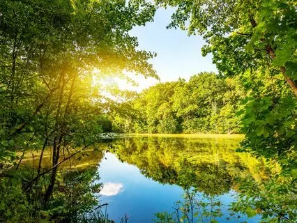 Parasite Frequencies + 285 Hz + 444 Hz Tuning Forks