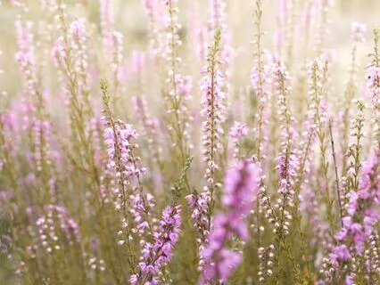 Parasympathetic Breathwork For Yin-Yang Balance