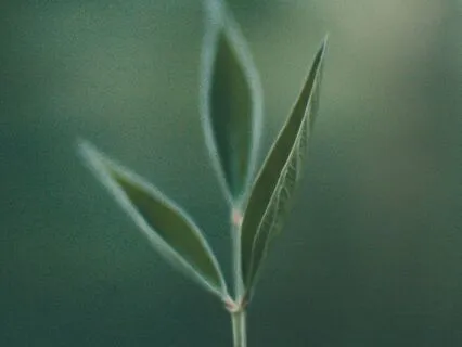 Parasympathetic Healing Sleep Music