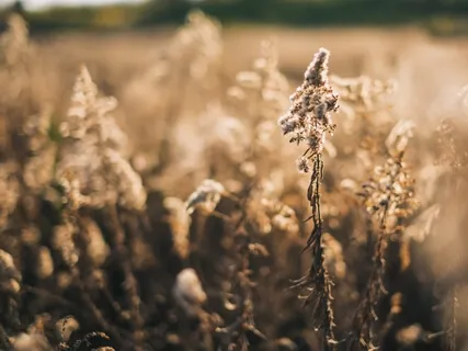 Parasympathetic Nervous System Activation Breathing