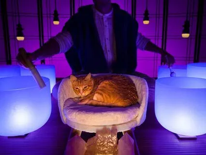 Parasympathetic Nervous System Sleep Music