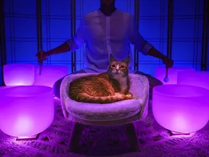 Parasympathetic Nervous System