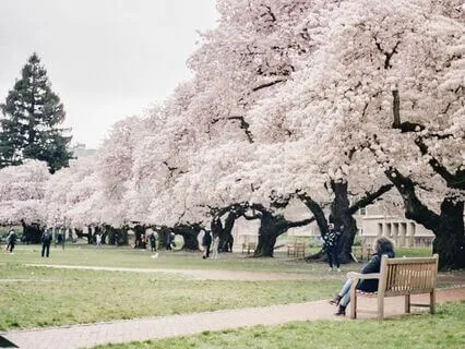 Park Bench Of Life Meditation
