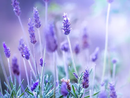 Parmarth Niketan 'Nectar Of Love' - Read By Nobieh