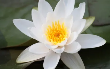 Part 1 Of 6: 5 Minute Daily Meditation For IVF Cycle