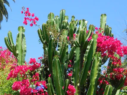 Part 2 Non Boring Life