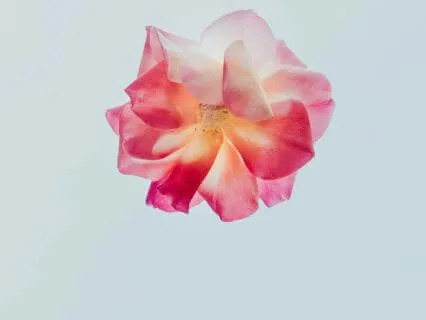 Live Meditation : Be Impeccable With Your Word