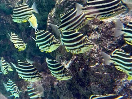 Participant To Observer: Mindfully Engaging With Emotion