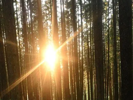Parts Check In By A Babbling Brook With Sound Healing