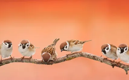 Parts That Make Us Whole