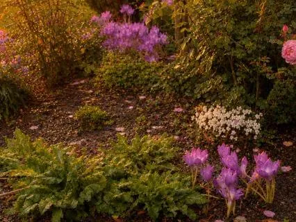 Pastel Roses After Rain - A Guided Sleep Story