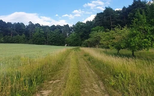 Path Meditation - IFS Inspired