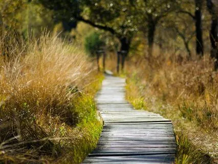 Path Of Peace ( Song )