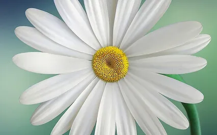 Path Of Purpose From Passages CD