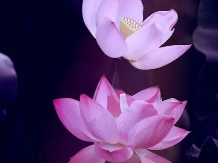 Path To Recovery : Time-Friendly Affirmations