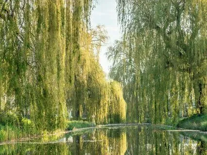 Pathway Through The Willows