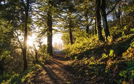 Pathway To Spacious Awareness