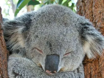 Pathways To Sleep - Night 4 - Navy Sleep Technique