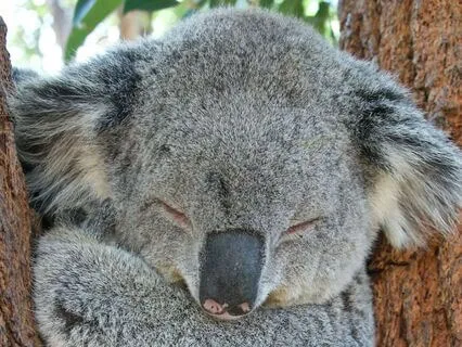 Pathways To Sleep - Night 6 - Nidra Lite