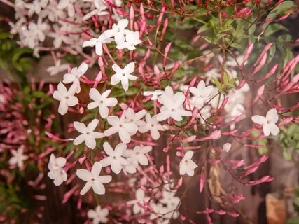 Patio | Meditation Music