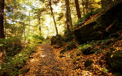 Patterned & Conscious Breathing