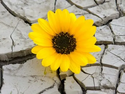 Pause & Affirm: Laying Down My Shield