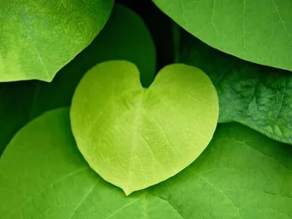 Pause And Let Go With The Wind: Heart Chakra Energy Healing