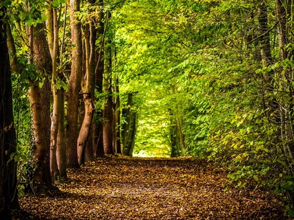 Pause & Reground Short Meditation