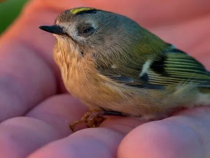 Pause, Ground And Centre