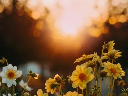 Pause, Inhale, Notice, Release