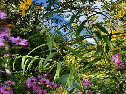 Pause & Pace: A Quick Energy Check & Reset