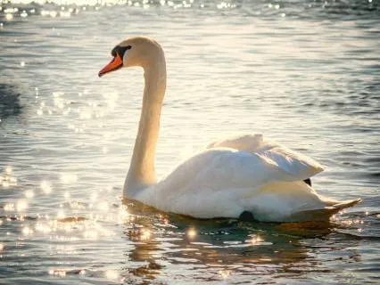 Pause & Realign: Mindfulness To Release Stress & Find Peace