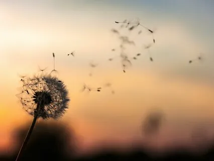 Pause, Reconnect And Nourish: Somatic Mini-Break