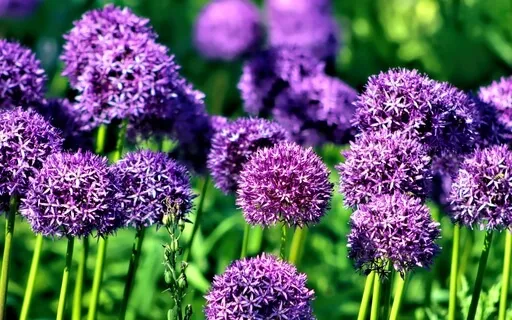 Pausing - A Micro Practice