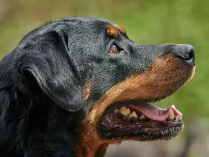 Paw Prints On My Broken Heart: Emma's Story