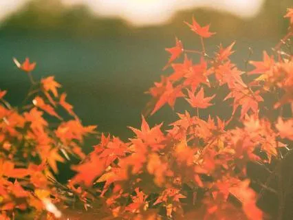 Paying Respects (Loss/Grief Meditation)